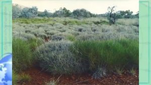 География 7 кл Кopинская §30 Природные зоны Австралии. Своеобразие органического мира