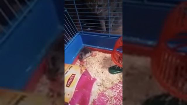 Видео