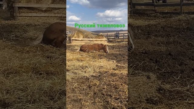 Русский тяж #лошадь смотреть онлайн
