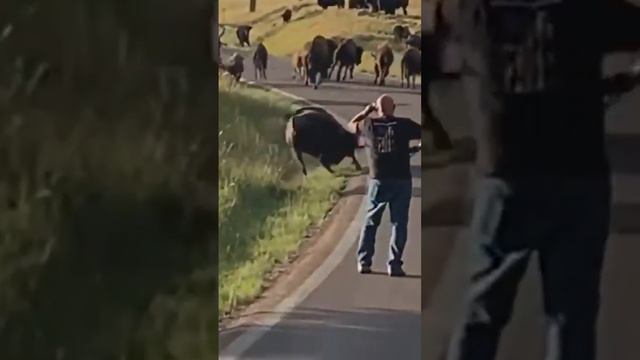 Unusual Animal Behavior with human #shortsvideo #wildlife смотреть онлайн