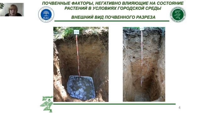 Вебинар «Почва и влияние ее свойств на состояние растений в условиях городской среды» смотреть онлайн
