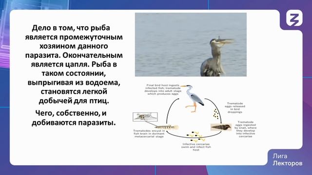 Как одни организмы влияют на поведение других смотреть онлайн