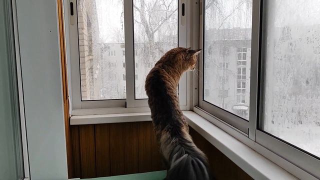 Встретила бывшего, потеряла кошелек.👀🐱 мир тесен👍 смотреть онлайн