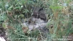 Кладки яиц в гнёздах #Индоутки садятся на #яйца