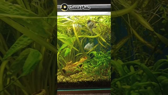 аквариум смотреть онлайн