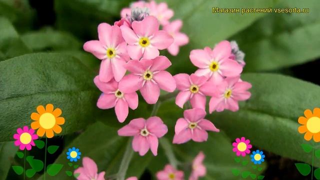 Незабудка лесная Виктория Пинк. Краткий обзор, описание myosotis sylvatica compacta Victoria Pink смотреть онлайн