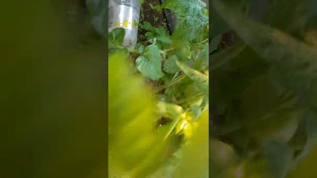 25 июля 2020 г. все вверх дном, лето, съемка и томаты. Но как есть, так есть. смотреть онлайн