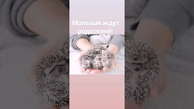 Африканский карликовый #ежик смотреть онлайн