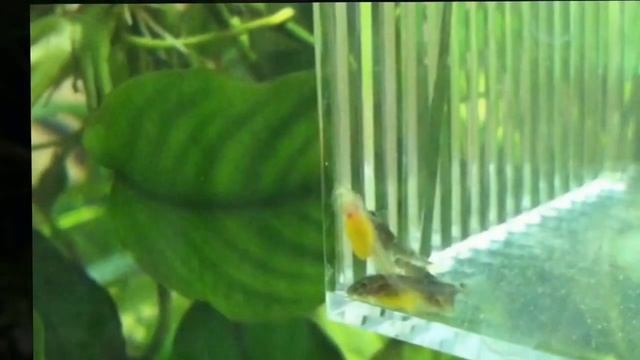 Мальки сомиков анцитруса   ( нерест, икра анцитруса ) (Ancistrus Dolichopterus)