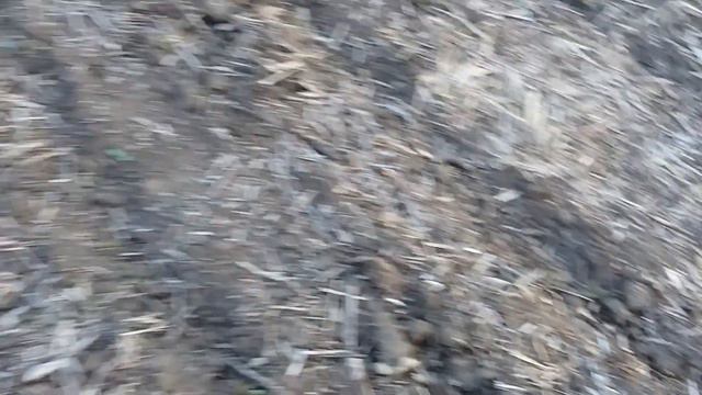 Посев фацелии смотреть онлайн