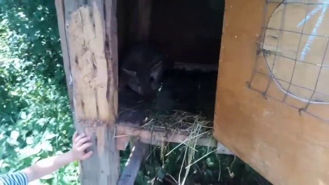 Окрол! Что делать?/ Рубрика Ответ на вопрос! смотреть онлайн