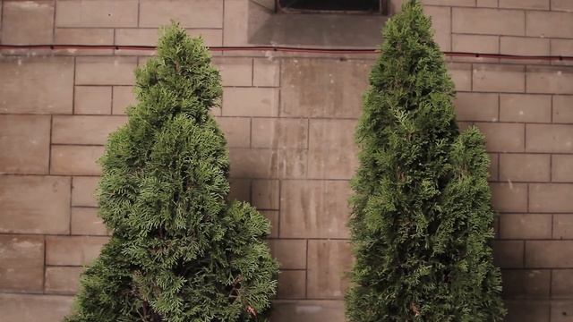 Cupressaceae 2 смотреть онлайн