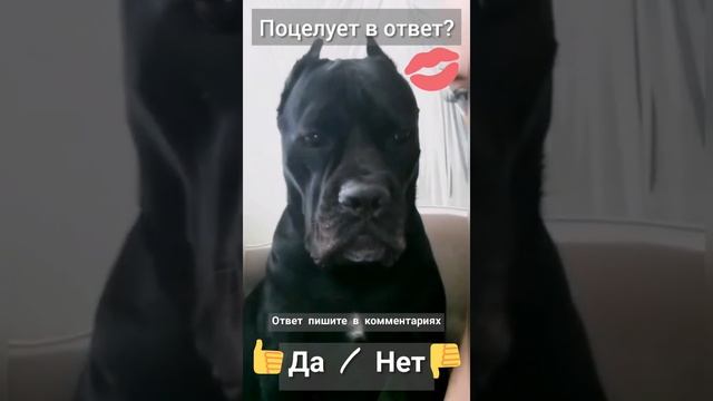 Черная собака целовака. Кане корсо Уна из Форцабелло смотреть онлайн