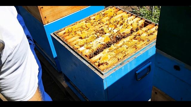 Наращиваем запасы суши! смотреть онлайн