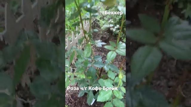 Роза на даче от Беккер смотреть онлайн