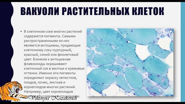 Вакуоли смотреть онлайн