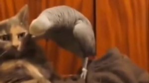 попугай и кот и озвучка)
