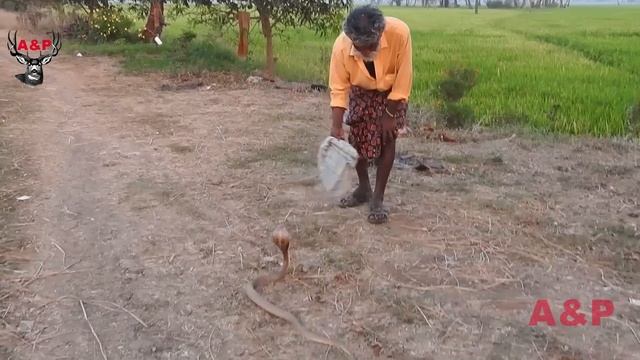 King Cobra pearl | Cobra Stone Nagamani | King Cobra Snake pearl | Nagamani Stone смотреть онлайн