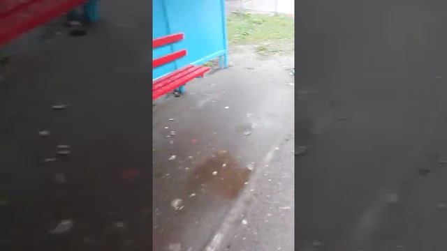 Луговой газон и естественный травяной покров в Подольске до косьбы смотреть онлайн