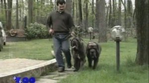 неаполитанский мастиф