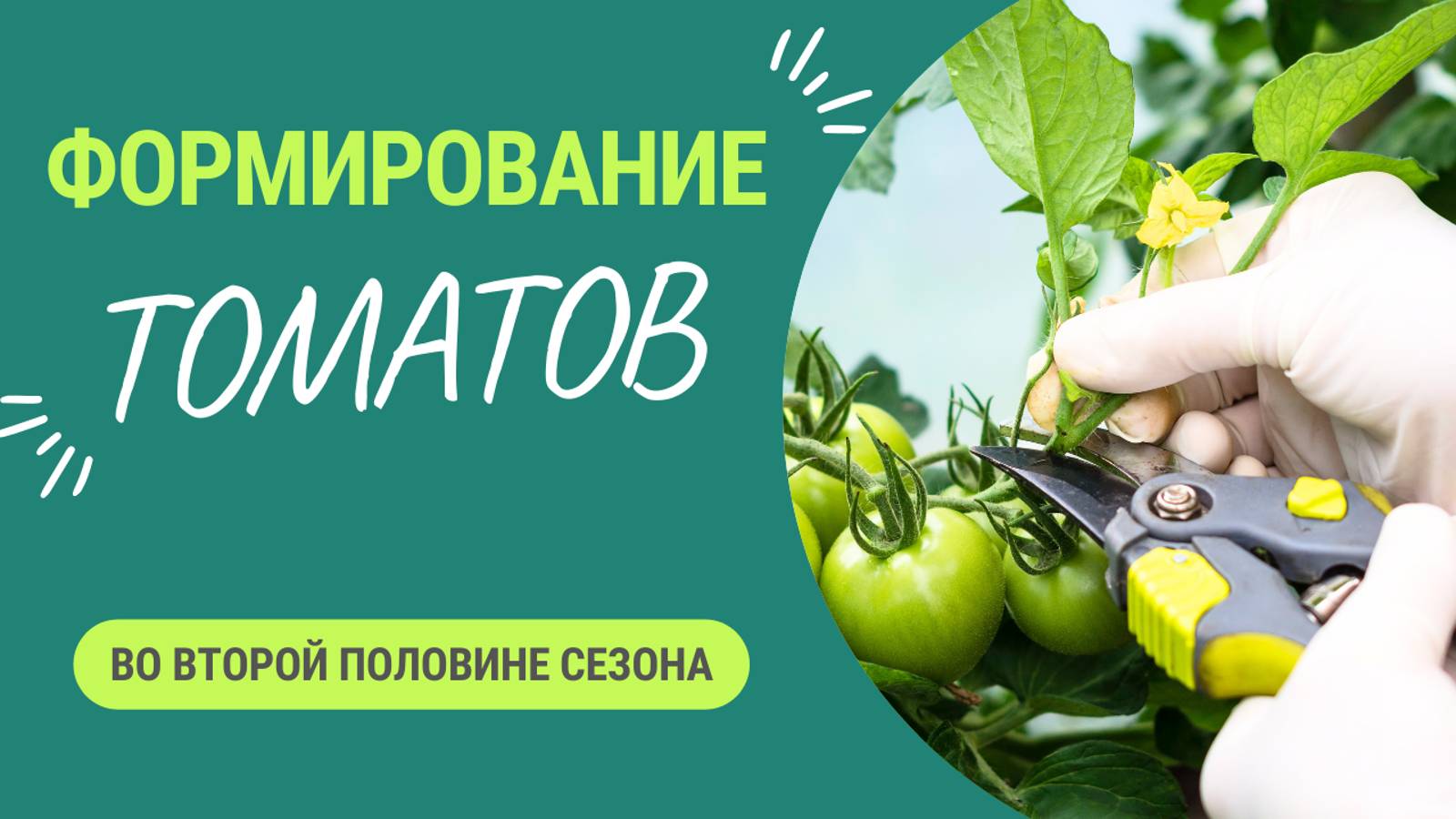 Формирование томатов во второй половине сезона. Не пренебрегайте - и урожай будет радовать долго! смотреть онлайн
