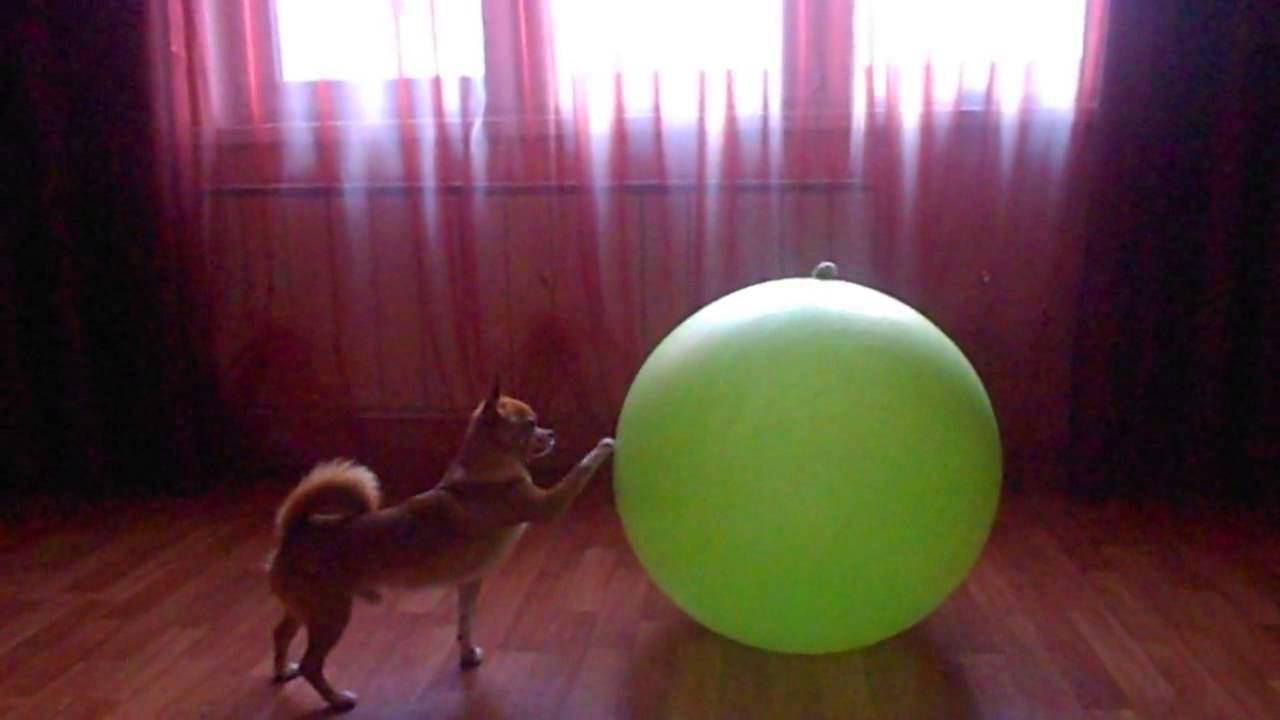 Dog, Ball and Food смотреть онлайн