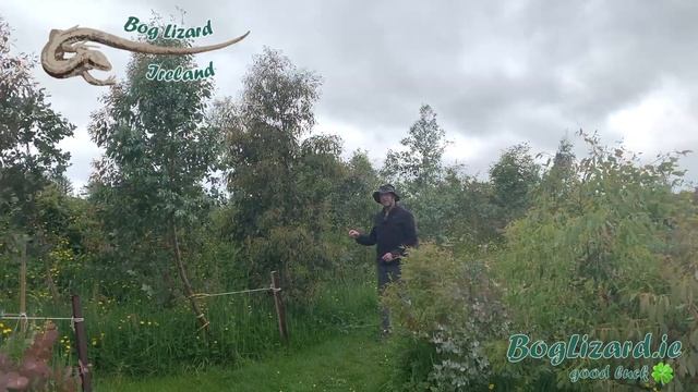 Eucalyptus flowers Ireland смотреть онлайн