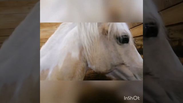 Конный двор. Cours de cheval смотреть онлайн