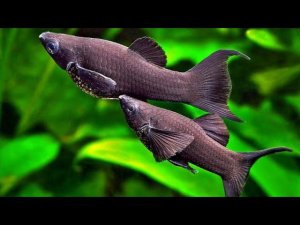 ЧЁРНАЯ МОЛЛИНЕЗИЯ . СОДЕРЖАНИЕ И УХОД