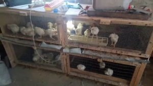 Содержание бройлеров зимой. Что нужно сделать. Личный опыт.