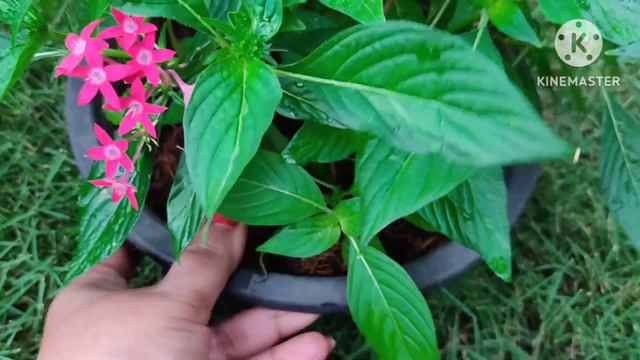 Pentas Flowers/Easy Tips For Flowering and Propegation/ смотреть онлайн