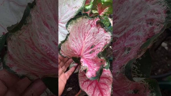 Caladium Pearl Blush #caladium #caladiumhybrid #caladiumplants #caladiumpearlblush