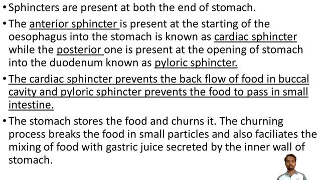 HUMAN DIGESTIVE SYSTEM PART- 1/HAP/ANATOMY AND PHYSIOLOGY OF GIT/ NEW SYLLABUS/ NEET/ GPAT/EXIT EXA смотреть онлайн