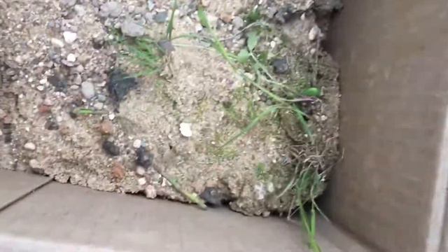 Муравьиная ферма в картонной коробке