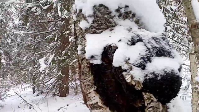 Чага там, где нет дорог!! смотреть онлайн