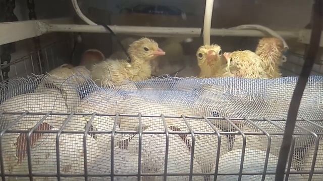 Веду запись на яйцо индейки и цветного бройлера. А так же на индюшат и цыплят. смотреть онлайн