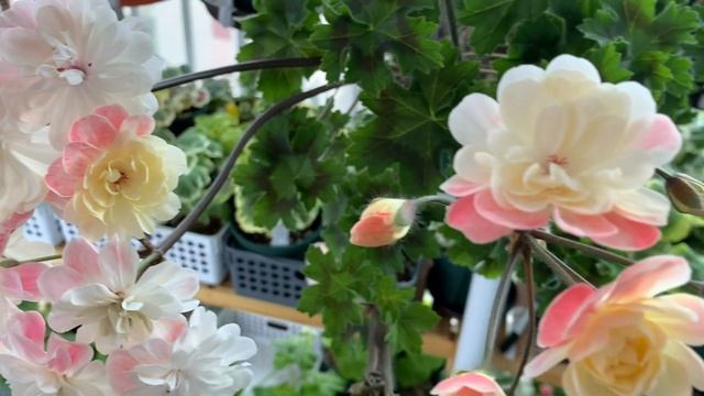 Pelargonium Lara Marjorie - 라라마조리