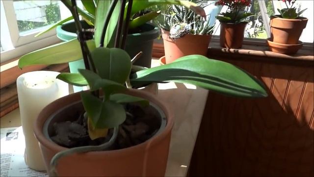 Орхидеи и другие цветочки смотреть онлайн