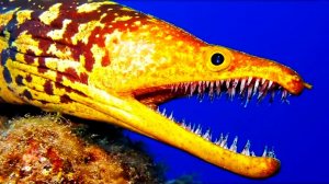 Versus moray. МУРЕНА ПРОТИВ АКУЛЫ, ОСЬМИНОГА,МОРСКОЙ ЗМЕИ!!! охота мурены!