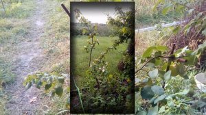 Айва, выращенная из семян.  Три взрослых дерева