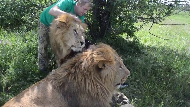 ЗА ХВОСТ ВОЖАКА !Можно мне такое пережить ПОВЕЗЛО ! смотреть онлайн