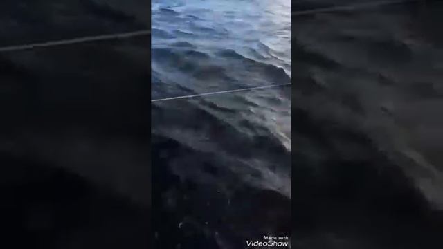 Супер перемёт на сома ( улов ) ч.12 смотреть онлайн