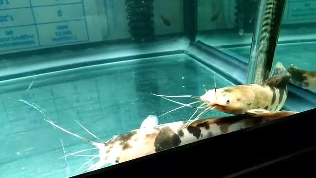 Клариус сломал усы смотреть онлайн