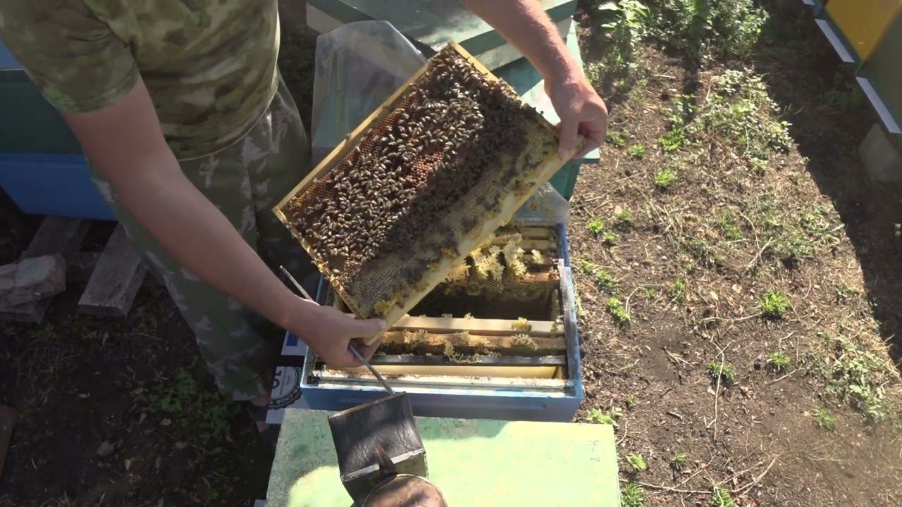 ТЕСТЫ ПРЕПАРАТОВ ОТ ВАРРОАТОЗА смотреть онлайн