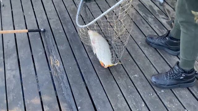 Рыбалка на карпа. Днестр. Выкат. Баржи.