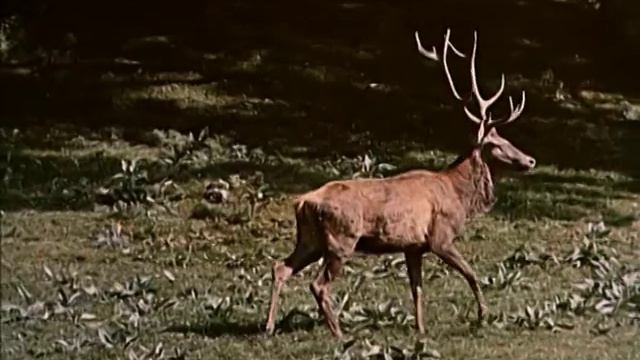 Ю. Антонов Страна чудес смотреть онлайн