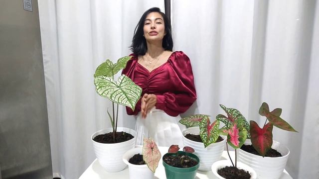 Vlog#6 Caladium смотреть онлайн