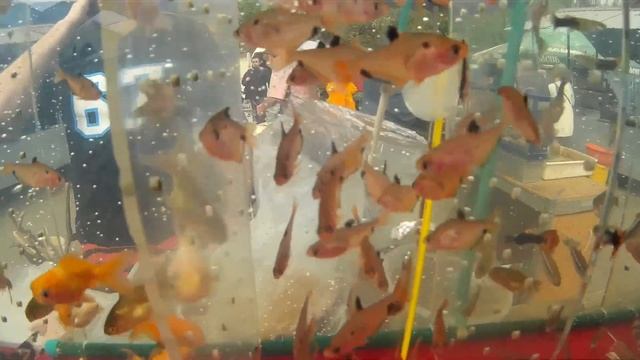 Какие Красивые Рыбки на Птичьем Рынке на Куреневке в Киеве! смотреть онлайн