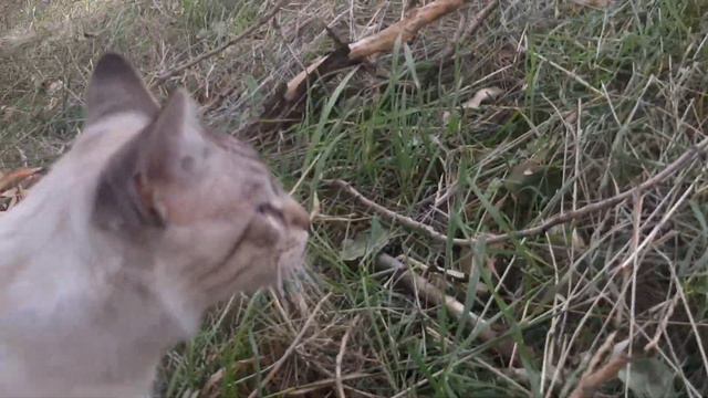 КЛІЩ У ВУХАХ У КОТА?! ПОРЯТУНОК НОВОГО ДРУГА смотреть онлайн