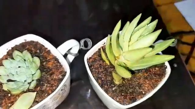 coonoor succulent valley vedo смотреть онлайн
